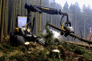 forest-opas-artikkelikuva