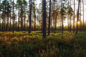 Wood-forest-industry