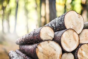 forest-by-pinja-everyday-illustration