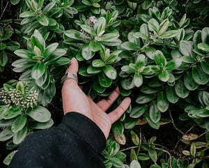 low-section-person-standing-amidst-plants