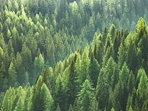 eudr-wood-industry-02